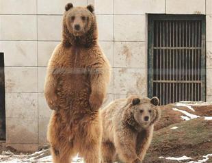 Bears forget to hibernate in comfort