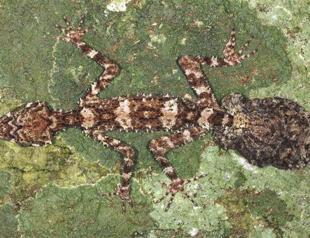 ‘Lost world’ found in remote Australia