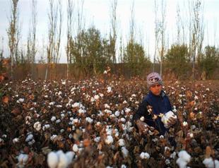 Turkey overtakes China as top US cotton buyer