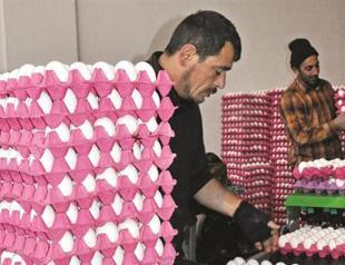 Turkish firms resume egg exports to Syria
