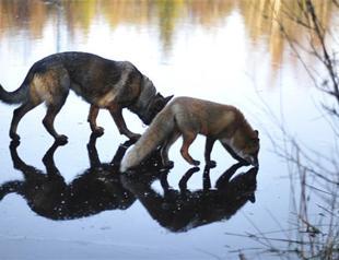 True friendship of dog and fox