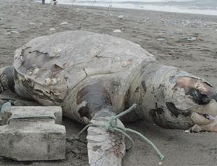 Caretta caretta found dead with stone tied to its fin on southern Turkish coast