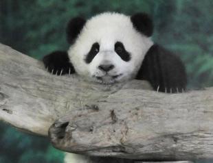 First Taiwan-born panda cub Yuan Zai makes public debut