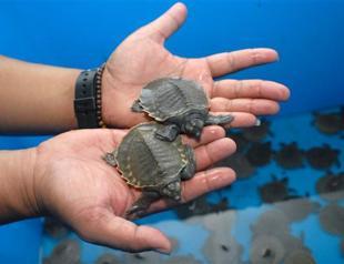Over 8,000 pig-nosed turtles rescued in Indonesia