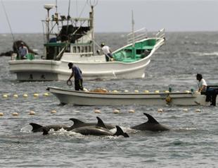 Japan fishermen take cover to slaughter dolphins in face of Western criticism