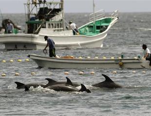 Japan fishermen take cover to slaughter dolphins in face of Western criticism