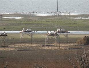 Parched Lake Manyas sends birds to land