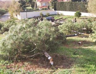 200 trees felled for mosque ‘by mistake‘ in dawn operation in Istanbul