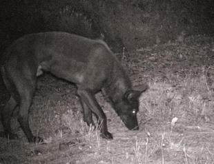 Black wolf seen for first time in Turkey