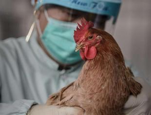 Hong Kong to cull 20,000 chickens after H7N9 found