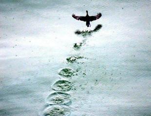 Traces on water exhibition