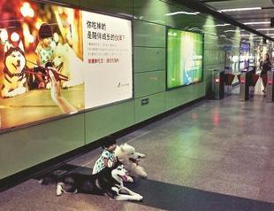 Don’t eat furry friends, diners in China urged