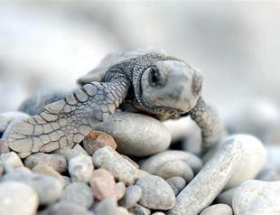 Sea turtle hospital plans in Turkeys southern coast drawing environmental concerns