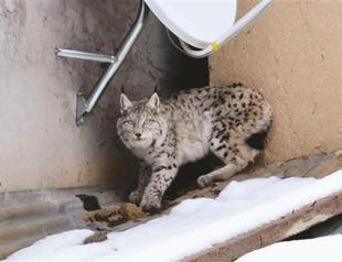 Endangered caracal spotted on roof of Anatolian house