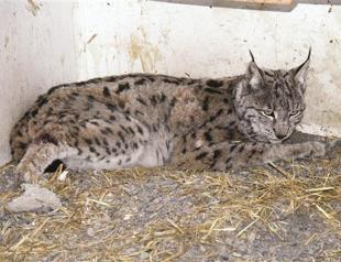 Wounded caracal found in Erzincan could not be saved
