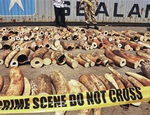 UN Security Council declares war on ivory poachers, traffickers