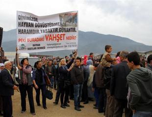 Animal rights activists stage protest at camel wrestling event in Fethiye