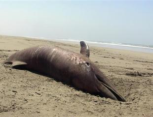 More than 400 dead dolphins on north Peru coast