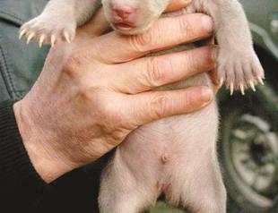 Four-day bear cub found almost frozen