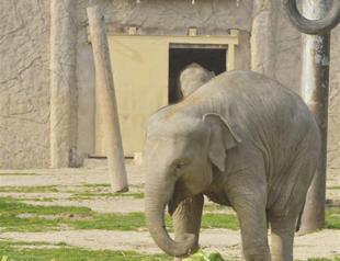 First elephant born in Turkey holds birthday party