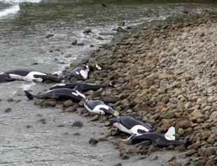 Killer whales die in rare New Zealand mass stranding