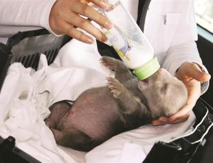 ‘Şanslı,’ the lucky bear cub rescued after being frozen, under intensive care