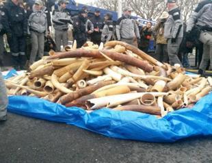 France crushes illegal ivory by Eiffel Tower