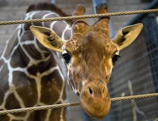 Young giraffe put down at Copenhagen zoo despite uproar