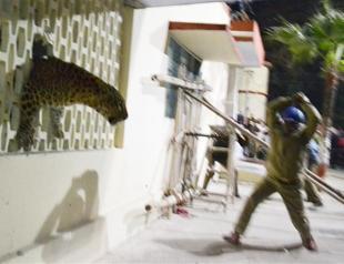 Leopard on loose in Indian city triggers panic