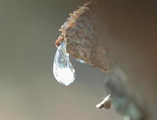 Turkish-Greek partnership brings mastic products to Turkey