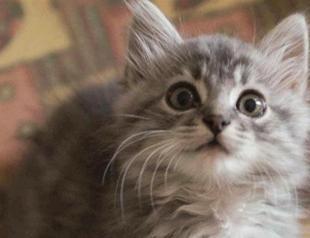 What have you been sniffing, mom