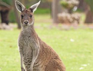 Kangaroo meat ‘halal,’ Turkeys Religious Affairs Directorate says