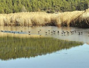 Yayla Lake in western Turkey to be rescued