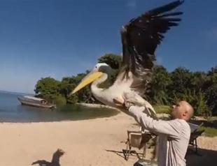 Injured pelican learns to fly after healing