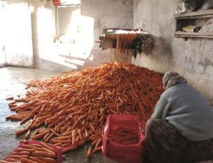 Orange gold in Beypazarı