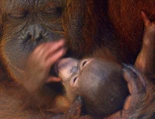 Indonesian clerics issue green fatwa to protect wildlife