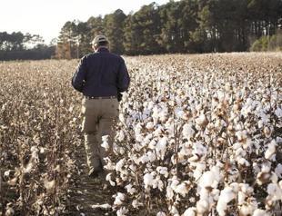 Turkey to halts orders for US cotton as prices surge