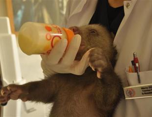 ‘Şanslı,’ the lucky bear cub rescued after being frozen opens his eyes