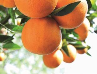 The global helping the local