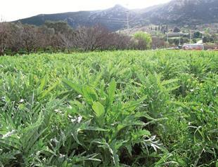 Artichoke, a good reason to visit Balıklıova