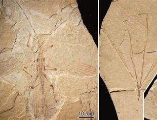Ancient insect blended in with foliage in China