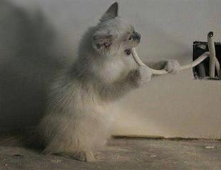 Turkish elections power blackout culprit found: A cat