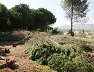 Hundreds of trees to be felled for hotel road construction in Antalya
