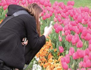 Tulip time starts in Istanbul, decorating everywhere