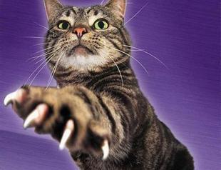 Cats scratch back through lawsuit after minister blames felines for election night power cuts