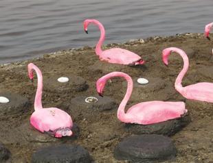 Flamingo island in İzmir bird sanctuary