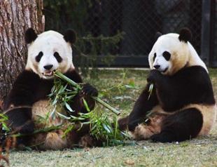 Britains love-shy panda artificially inseminated