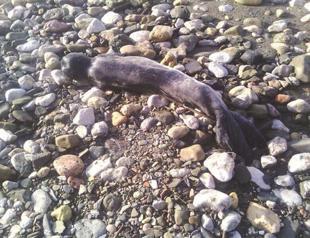 Monk seals face threat due to construction projects in Turkeys southern coast