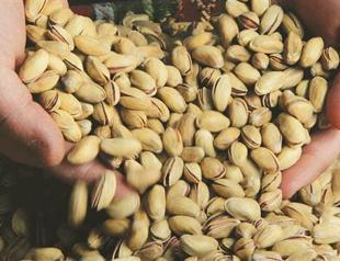 Pistachio shells to heat eco-city in Gaziantep