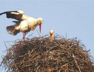 Migrant birds of Gökova Gulf, victims of wires